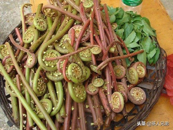 野菜种植品种_河南野菜的种类及图片_1000种野菜图片及名称