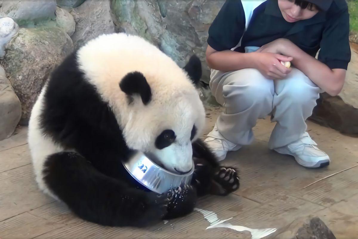 熊猫天敌是什么_熊猫的天敌是谁呢_熊猫天敌是人