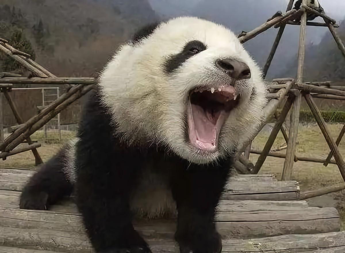 熊猫天敌是人_熊猫天敌是什么_熊猫的天敌是谁呢
