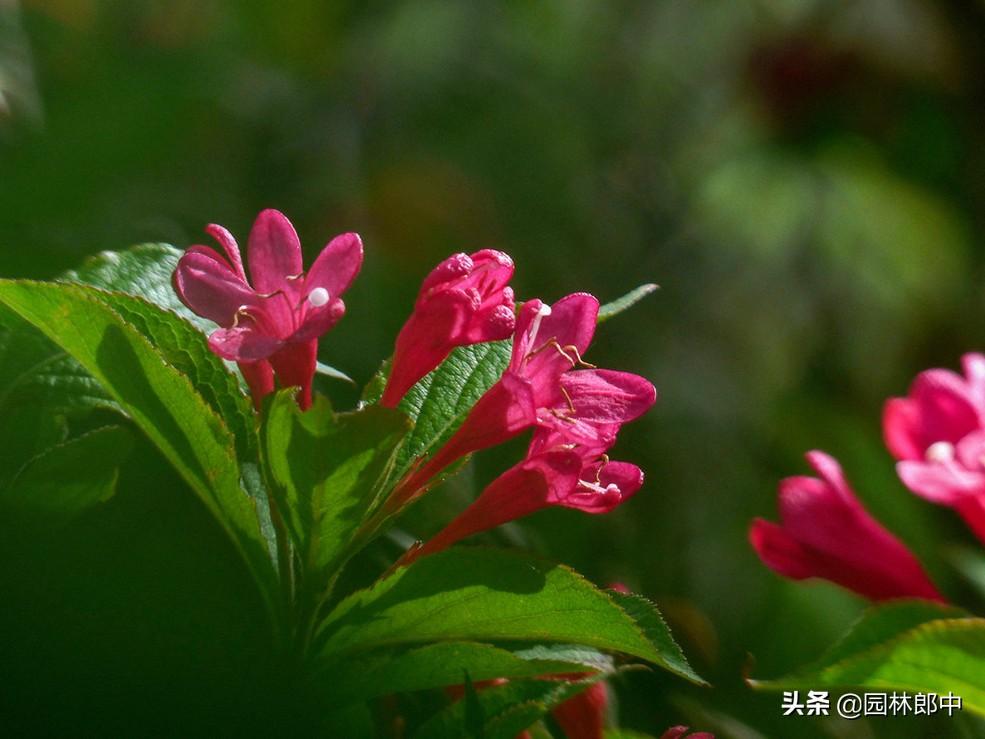 锦带花-路边的一种红色小花，虽不起眼，却有着贵气的名字——红王子锦带_ 